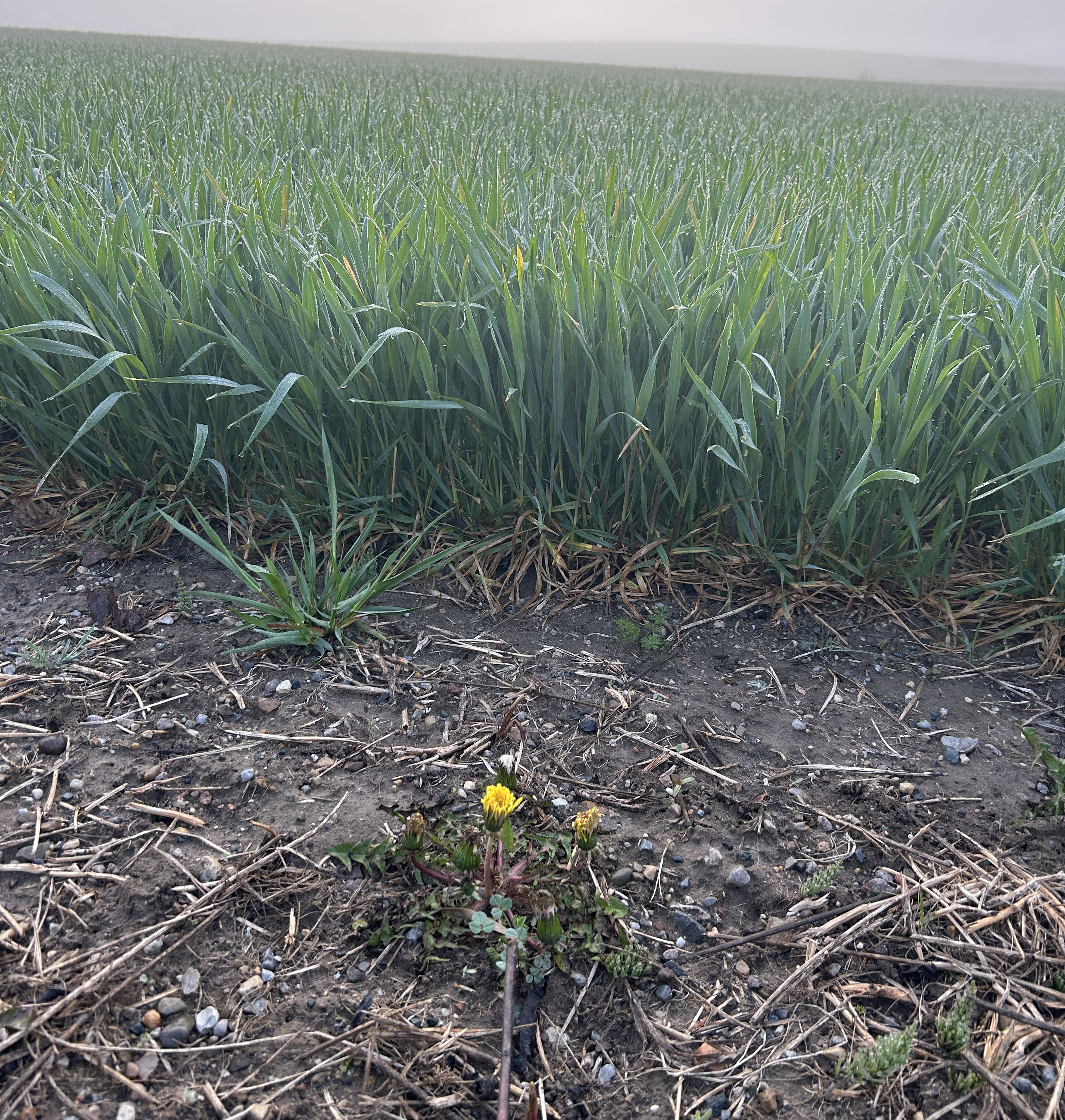 A dandelion weed growing in front of a wheat field.